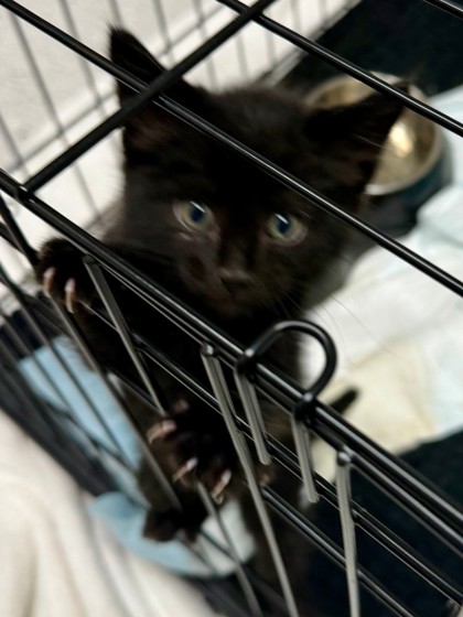 Shelter Stray Male Cat last seen Golf Links, Oakland,, 1101 29th Ave, Oakland, CA 94601, USA