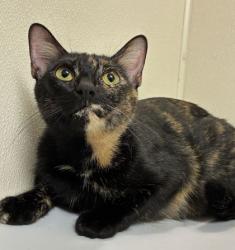 Shelter Stray Female Cat last seen Sunup Dr and High Country Dr, Brazos County, TX, 5359 Leonard Rd, Bryan, TX 77807, USA