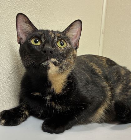 Shelter Stray Female Cat last seen Sunup Dr and High Country Dr, Brazos County, TX, 5359 Leonard Rd, Bryan, TX 77807, USA