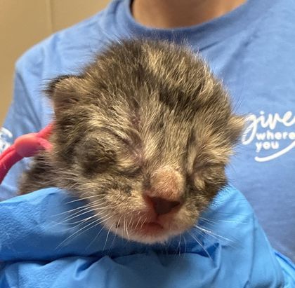 Shelter Stray Female Cat last seen Sunup Dr and High Country Dr, Brazos County, TX, 5359 Leonard Rd, Bryan, TX 77807, USA