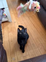Lost Female Cat last seen F, Worcester, MA 01609