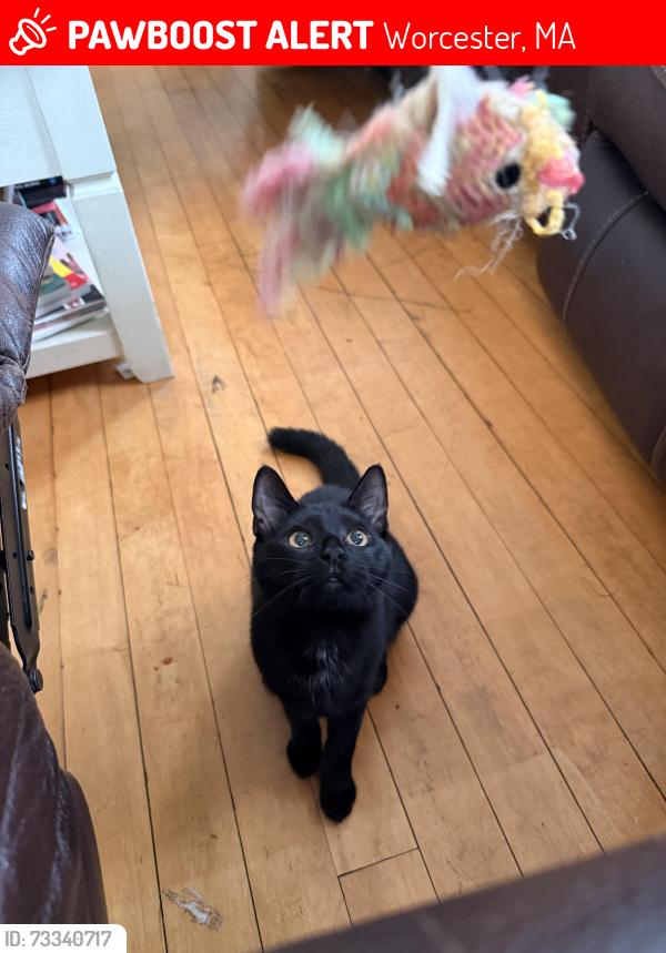 Lost Female Cat last seen F, Worcester, MA 01609