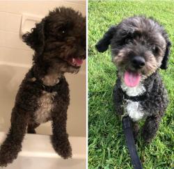 Lost Male Dog last seen Webb, Carrollton, TX 75006