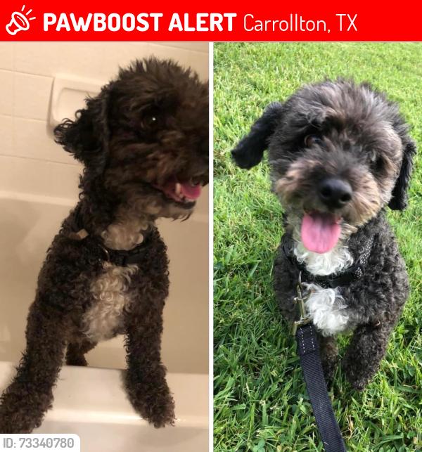 Lost Male Dog last seen Webb, Carrollton, TX 75006
