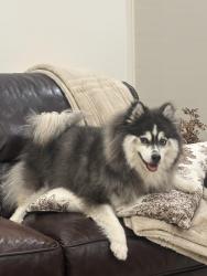 Reunited Female Dog last seen Normandy Dr, Highland, Saint Katherine Dr, Inverness Dr Chevy Chase Dr, La Cañada Flintridge, CA 91011