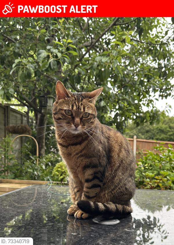 Lost Female Cat last seen Waterlea, Greenacres, West Sussex, England RH10 6SL