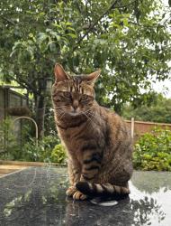 Lost Female Cat last seen Waterlea, Greenacres, West Sussex, England RH10 6SL