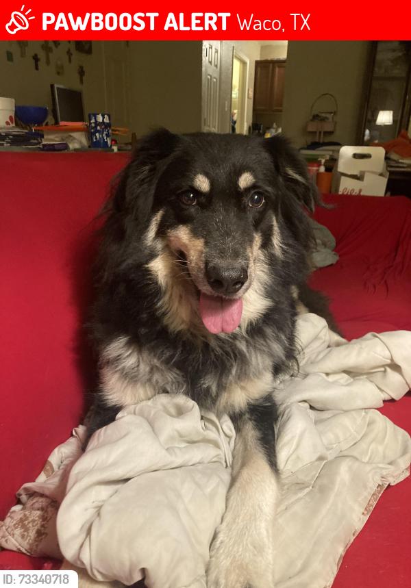 Lost Male Dog last seen Waco Extraco Events Center, Waco, TX 76710