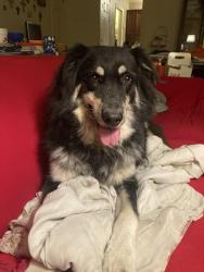 Lost Male Dog last seen Waco Extraco Events Center, Waco, TX 76710