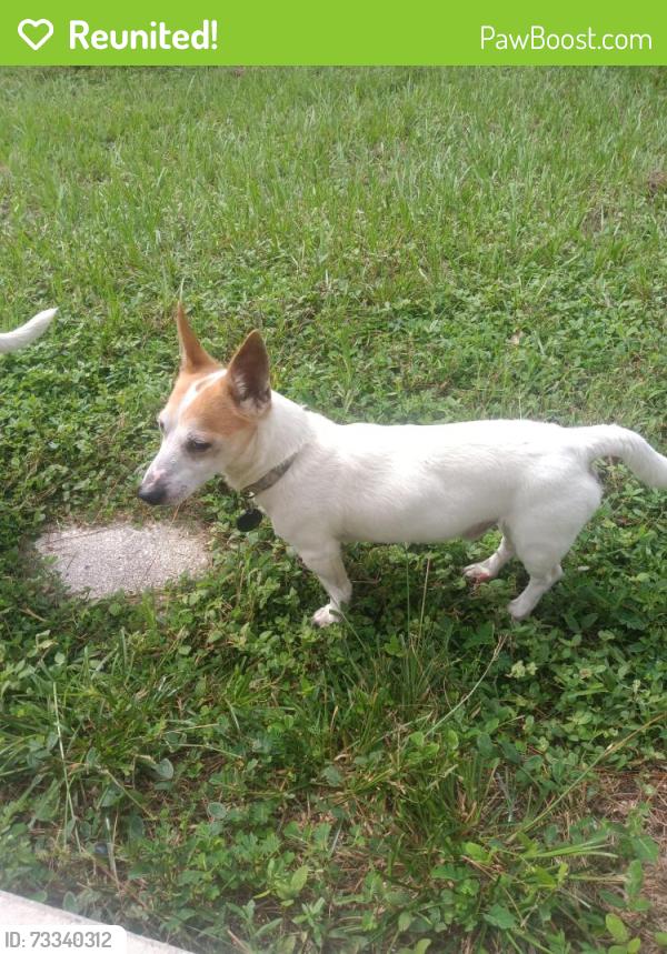 Reunited Male Dog last seen Near Hemlock Loop Pass, Ocala, FL 34472