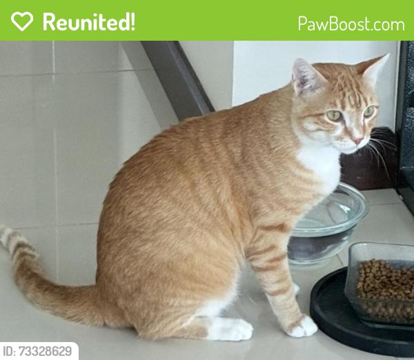 Reunited Male Cat last seen Drew st and Hillcrest Dr, Clearwater, FL 33755