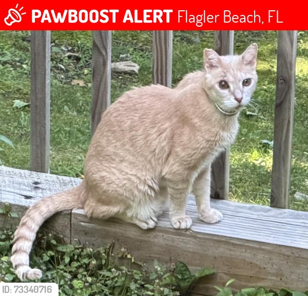 Lost Male Cat last seen Near S Flagler Ave. Flagler Beach, FL, Flagler Beach, FL 32136