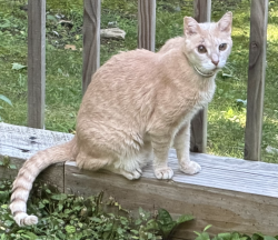 Lost Male Cat last seen Near S Flagler Ave. Flagler Beach, FL, Flagler Beach, FL 32136