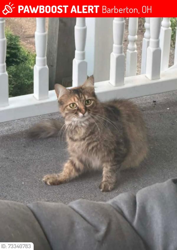 Lost Female Cat last seen Stratford Prospect 28th Street Southwest Barberton Ohio, Barberton, OH 44203
