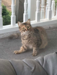 Lost Female Cat last seen Stratford Prospect 28th Street Southwest Barberton Ohio, Barberton, OH 44203