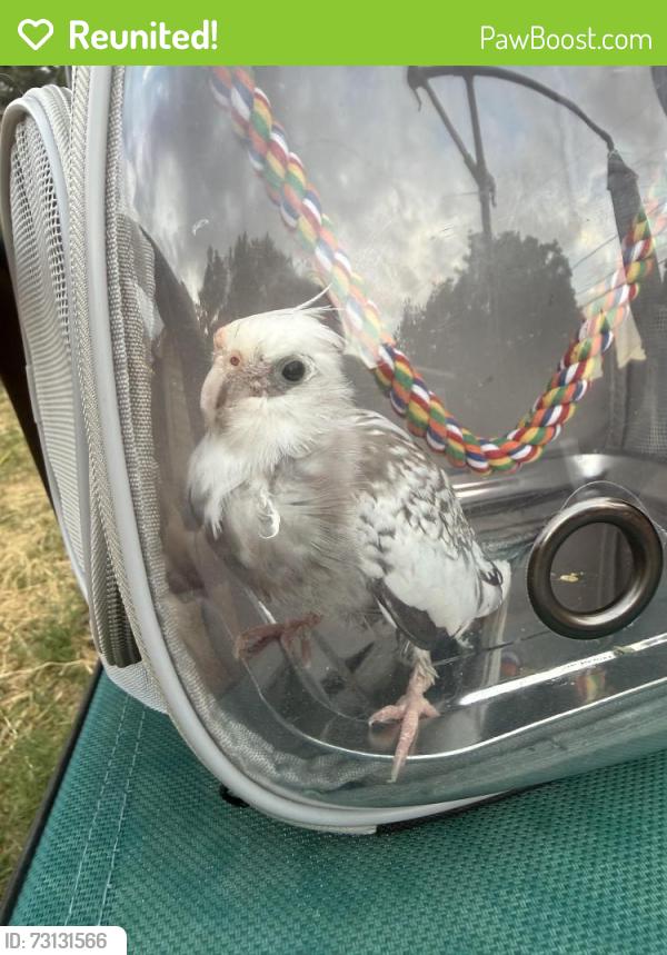 Reunited Unknown Bird last seen Tabor and rufe snow, North Richland Hills, TX 76180