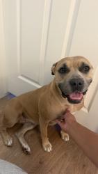 Reunited Female Dog last seen Downing Street and 98th, Thornton, CO 80229