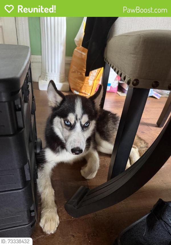 Reunited Female Dog last seen N Enola Dr & Perry, Enola, PA 17025