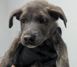 Shelter Stray Male Dog last seen Camino De La Reina, San Diego, CA, 92108, 5500 Gaines St, San Diego, CA 92110, USA