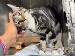 Shelter Stray Female Cat last seen Near E 110th Street, NEW YORK, NY, 10029, 326 E 110th St, New York, NY 10029, USA