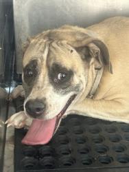Shelter Stray Female Dog last seen LEANDER, TX, 7201 Levander Loop bldg a, Austin, TX 78702, USA