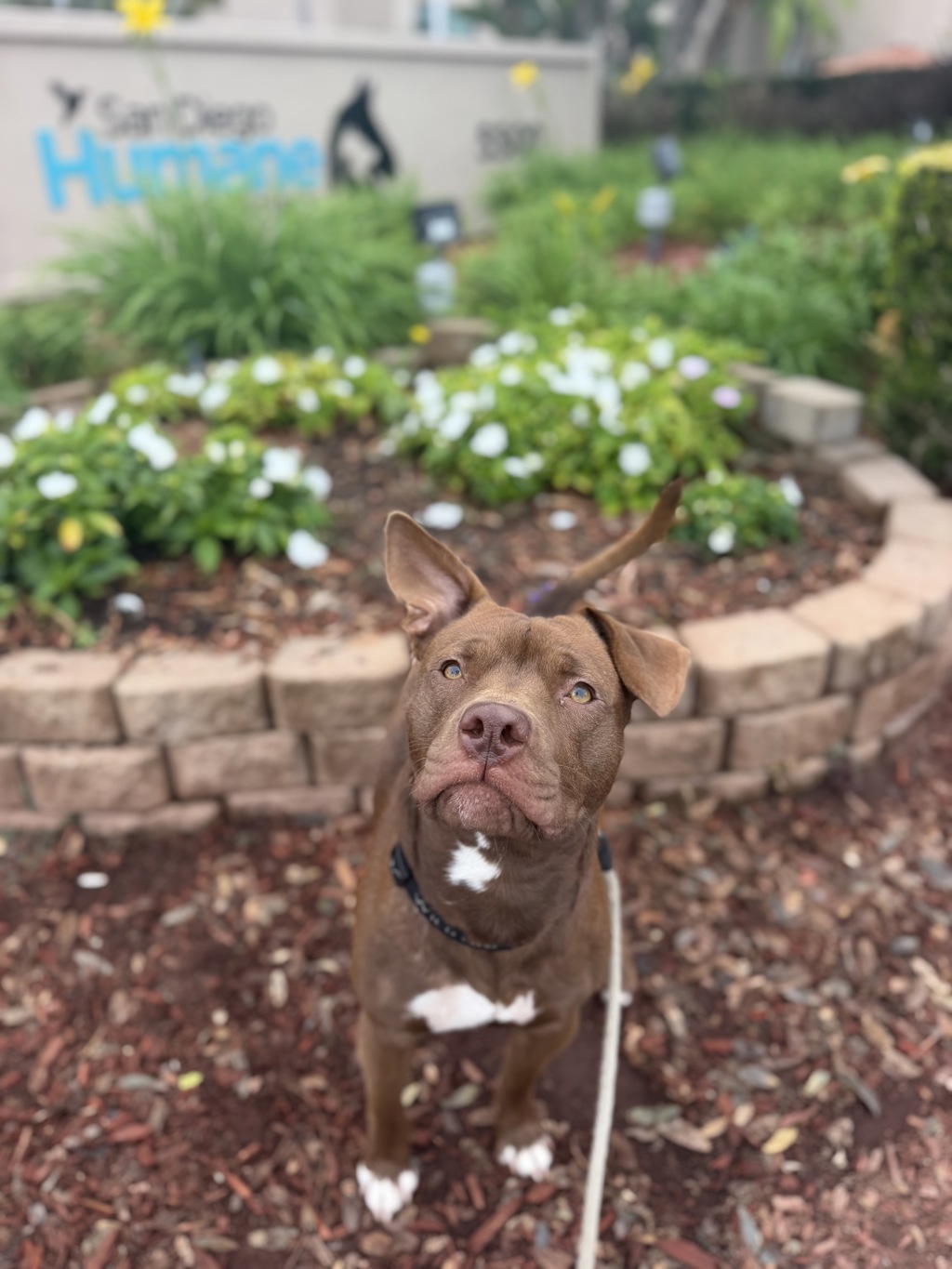 Shelter Stray Male Dog last seen Near Rio San Diego Drive, San Diego, CA, 92108, 5500 Gaines St, San Diego, CA 92110, USA