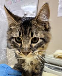 Shelter Stray Male Cat last seen SE 127th and Burnside, OR, 1700 W Historic Columbia River Hwy, Troutdale, OR 97060, USA