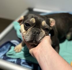Shelter Stray Female Dog last seen Near Crestview Road, Vista, CA, 92081, Oceanside, CA 92058, USA