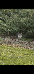 Found/Stray Unknown Cat last seen Old Lexington Road, Winston-Salem, NC 27107