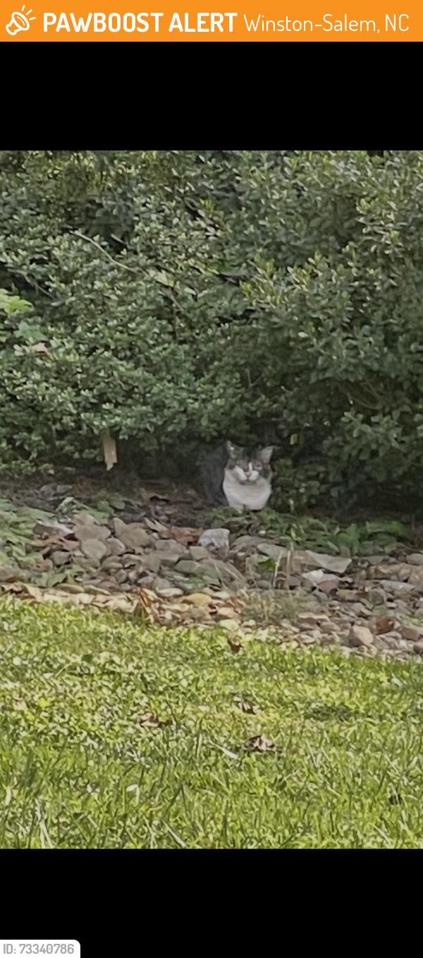 Found/Stray Unknown Cat last seen Old Lexington Road, Winston-Salem, NC 27107