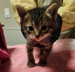 Shelter Stray Female Cat last seen Hutchings Drive, SAN LEANDRO, CA, 94577, 8323 Baldwin St, Oakland, CA 94621, USA