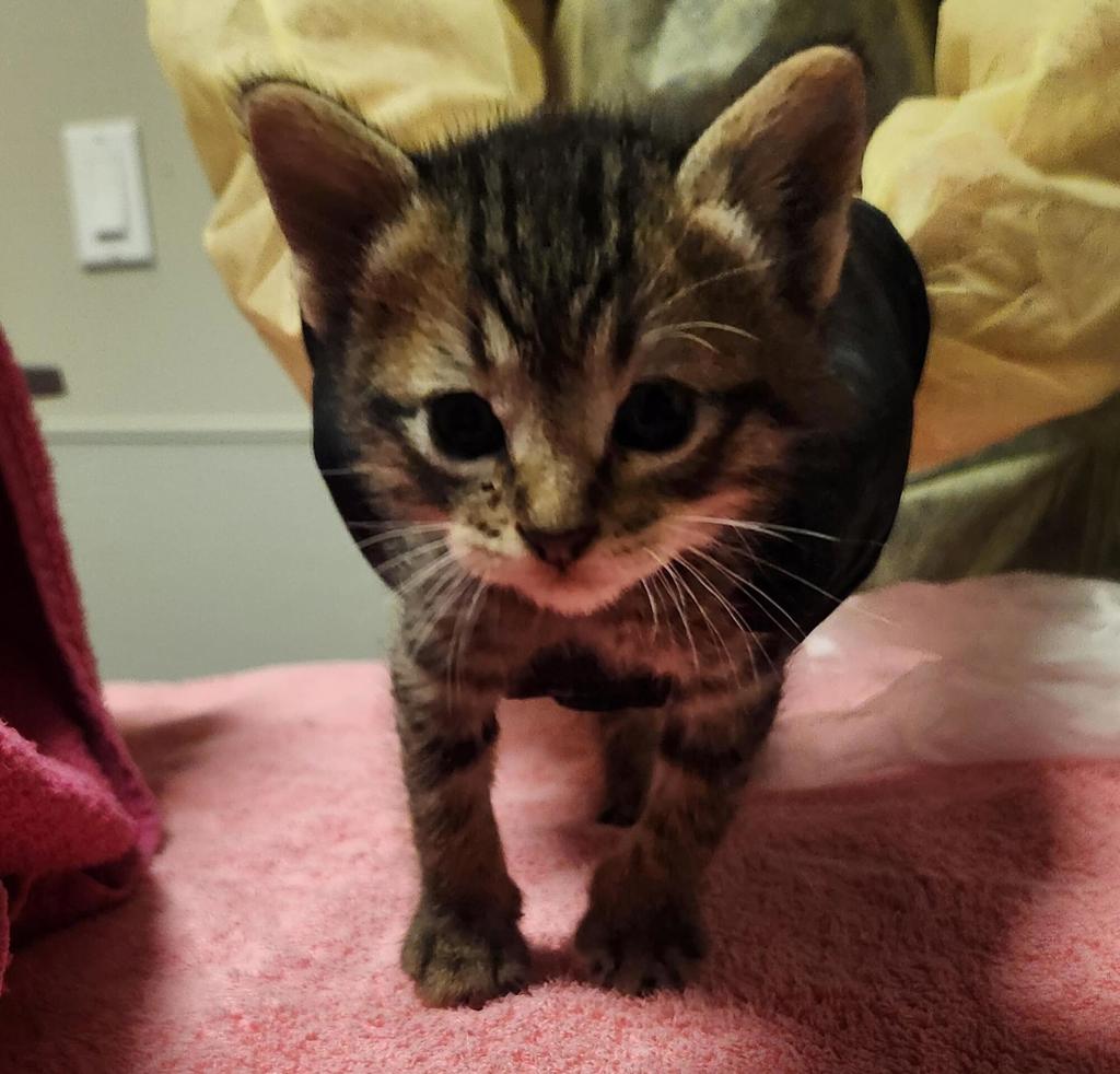Shelter Stray Female Cat last seen Hutchings Drive, SAN LEANDRO, CA, 94577, 8323 Baldwin St, Oakland, CA 94621, USA