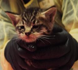 Shelter Stray Male Cat last seen Hutchings Drive, SAN LEANDRO, CA, 94577, 8323 Baldwin St, Oakland, CA 94621, USA