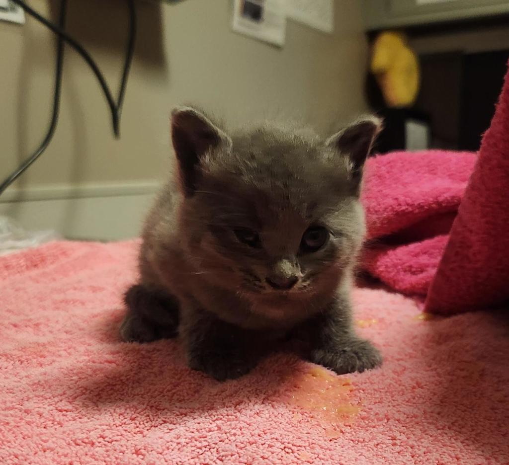 Shelter Stray Male Cat last seen Hutchings Drive, SAN LEANDRO, CA, 94577, 8323 Baldwin St, Oakland, CA 94621, USA