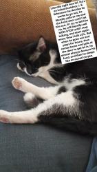 Lost Male Cat last seen Vance, Fort Wayne, IN 46815