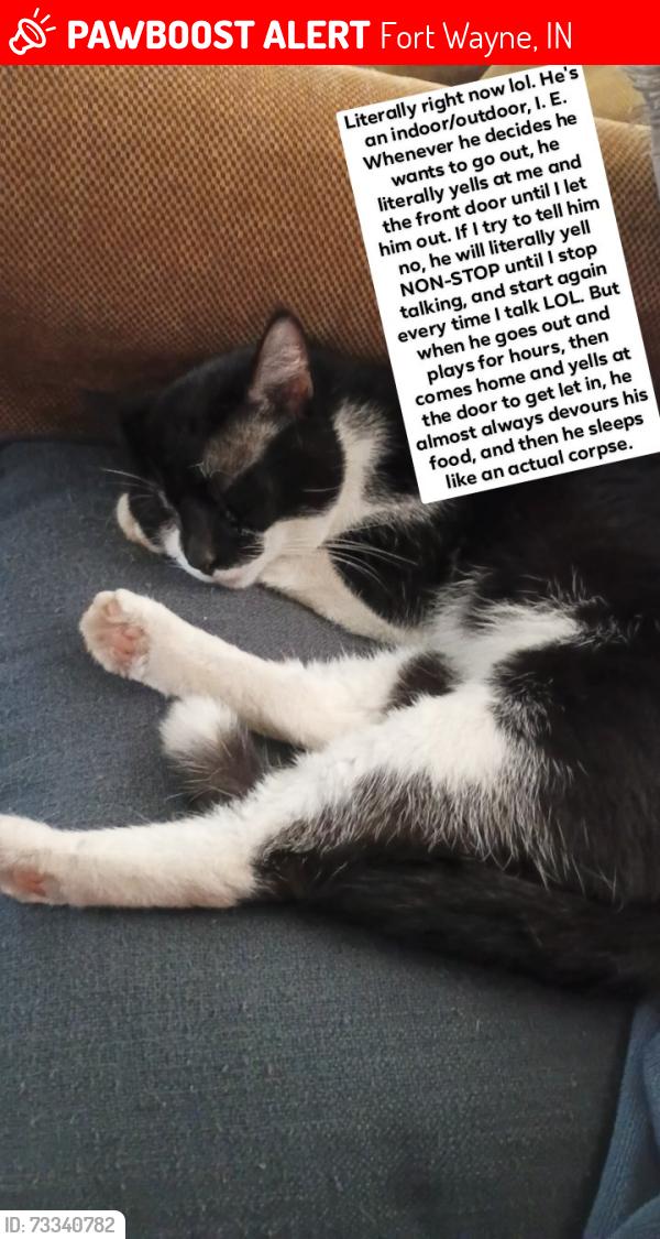 Lost Male Cat last seen Vance, Fort Wayne, IN 46815