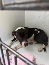 Shelter Stray Female Dog last seen Mangowood Drive, South Chesterfield, VA, 23834, 9300 Public Works Rd, Chesterfield, VA 23832, USA