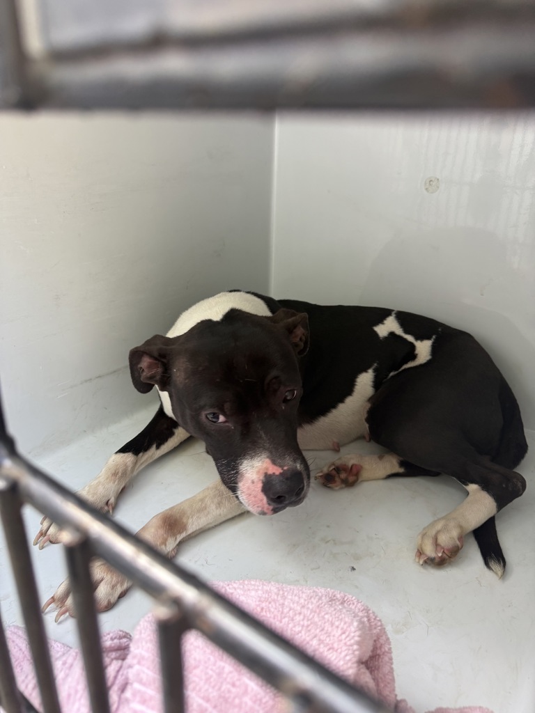 Shelter Stray Female Dog last seen Mangowood Drive, South Chesterfield, VA, 23834, 9300 Public Works Rd, Chesterfield, VA 23832, USA