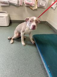 Shelter Stray Male Dog last seen Mangowood Drive, South Chesterfield, VA, 23834, 9300 Public Works Rd, Chesterfield, VA 23832, USA