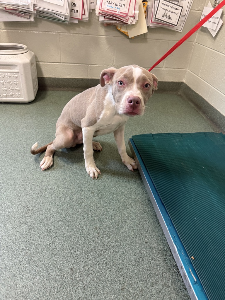 Shelter Stray Male Dog last seen Mangowood Drive, South Chesterfield, VA, 23834, 9300 Public Works Rd, Chesterfield, VA 23832, USA