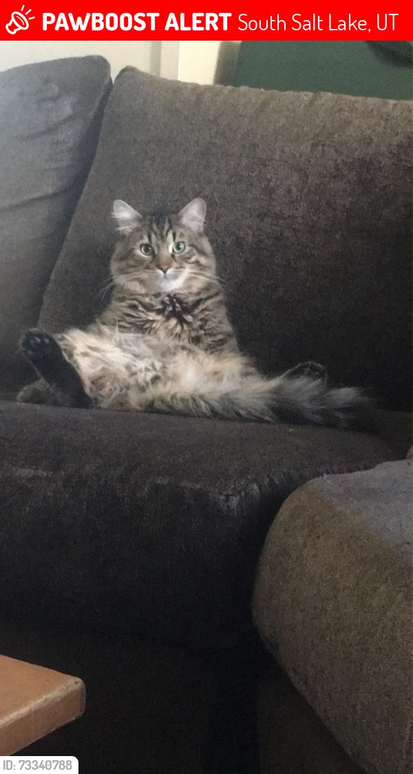 Lost Male Cat last seen Near South Adams St, South Salt Lake, UT 84115