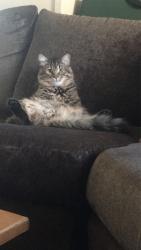 Lost Male Cat last seen Near South Adams St, South Salt Lake, UT 84115