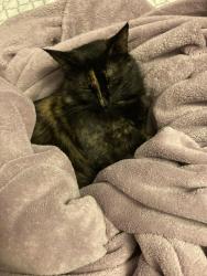 Reunited Female Cat last seen Horsethoot, Fort Collins, CO 80526