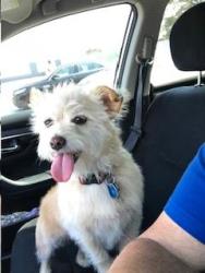 Reunited Female Dog last seen Near W Northcastle Cir, Conroe, TX 77384