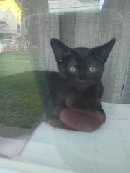 Reunited Female Cat last seen Franklin Str near Jack Barry park, Worcester, MA 01604