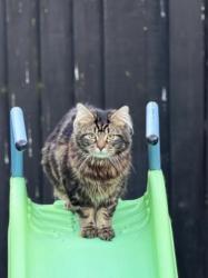 Lost Male Cat last seen Buckley hill, Merseyside, England L30 0QE