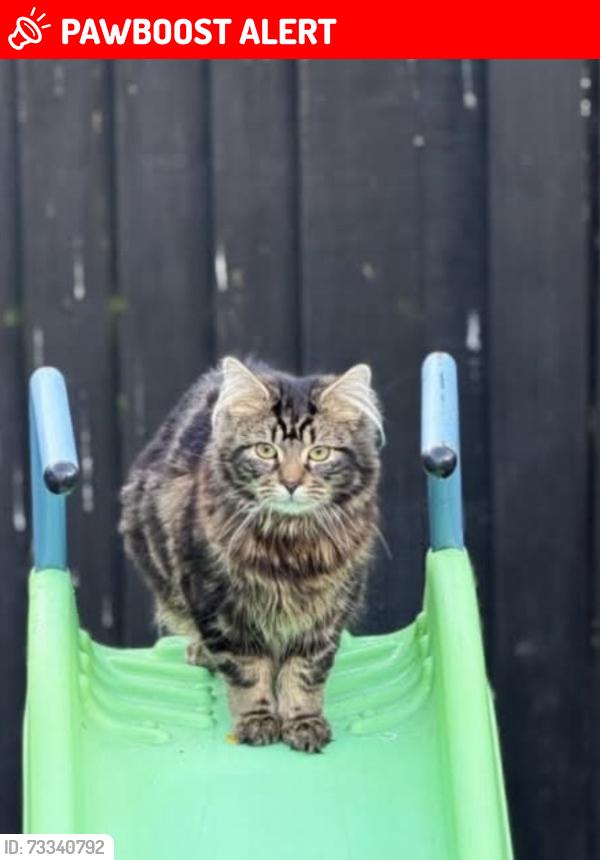 Lost Male Cat last seen Buckley hill, Merseyside, England L30 0QE