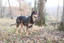 Lost Female Dog last seen Hwy 601 and Jack Booe Rd, Davie County, NC 27028