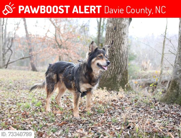 Lost Female Dog last seen Hwy 601 and Jack Booe Rd, Davie County, NC 27028