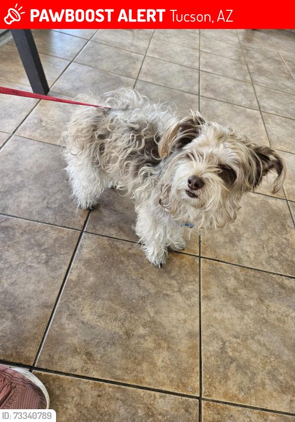 Lost Male Dog last seen Los Niños Park, 5432 S Bryant Ave Tucson, AZ 85706 Estados Unidos, Tucson, AZ 85705